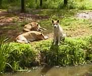 Photo of dingoes