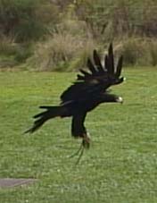 photo of an eagle