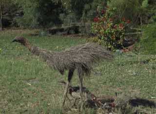 photo of an emu with chicks in Pinnaroo