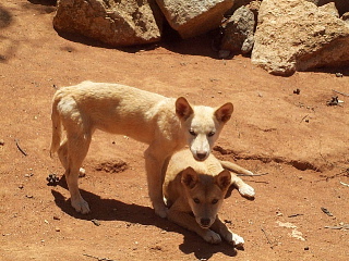 photo of dingo pups