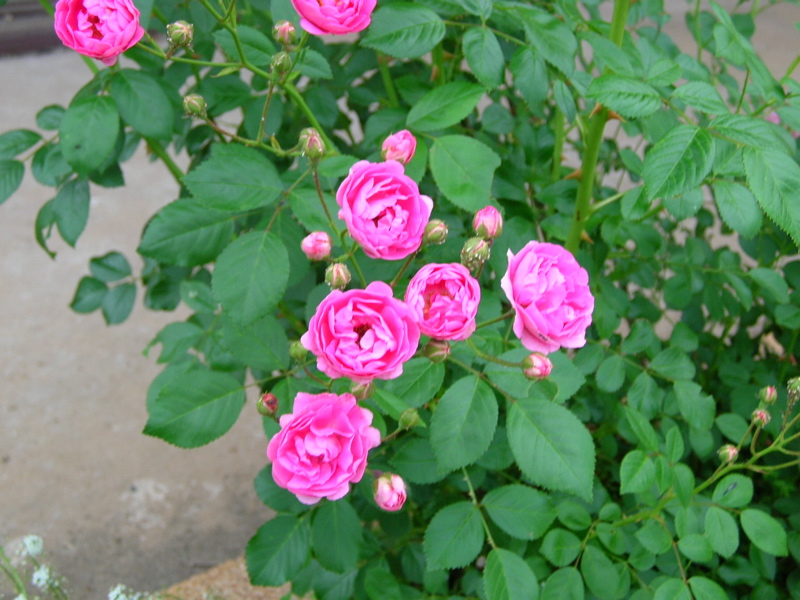 photo of the roses