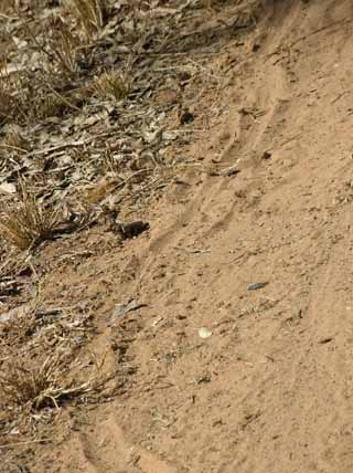 photo of the snake track