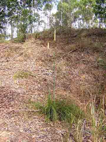 the neighbours grass trees